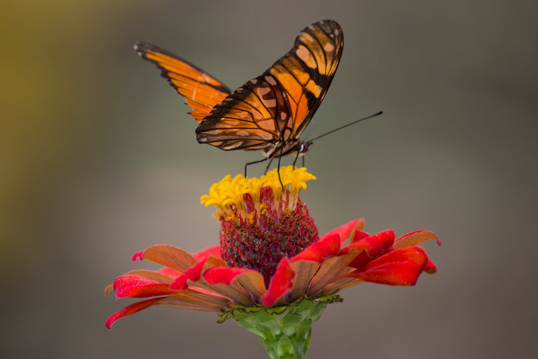 brown and black butterfly perched on yellow and red petaled flower closeup photography